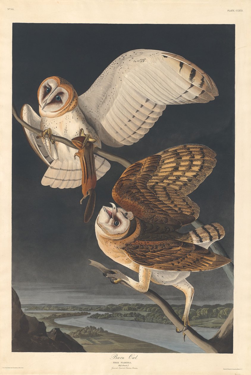 Sova pálená od Robert Havell after John James Audubon