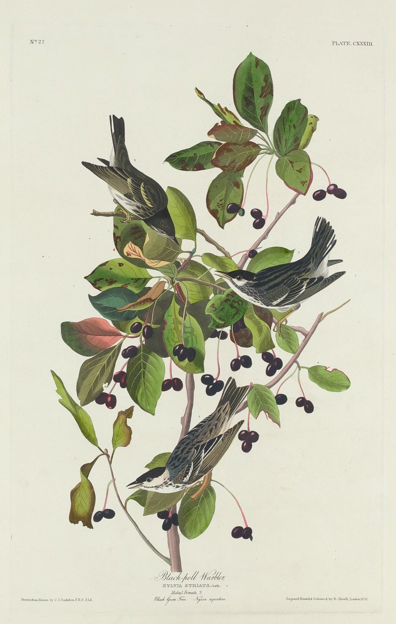 Pěnice černá od Robert Havell after John James Audubon