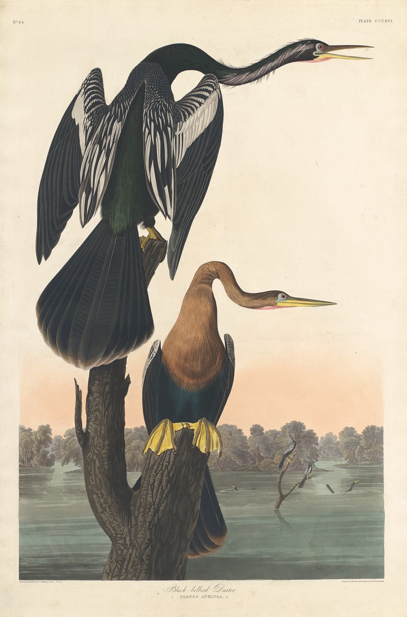 Darter černobřichý od Robert Havell after John James Audubon