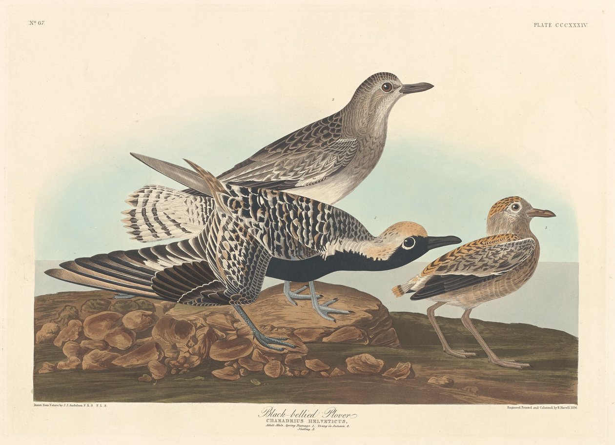 Kulík černobřichý od Robert Havell after John James Audubon