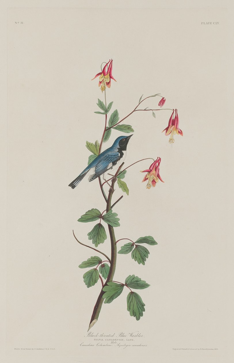 Pěnice modrokrká od Robert Havell after John James Audubon
