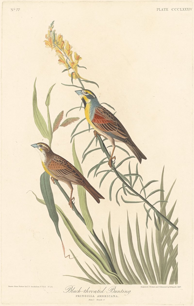Strnad černohrdlý od Robert Havell after John James Audubon