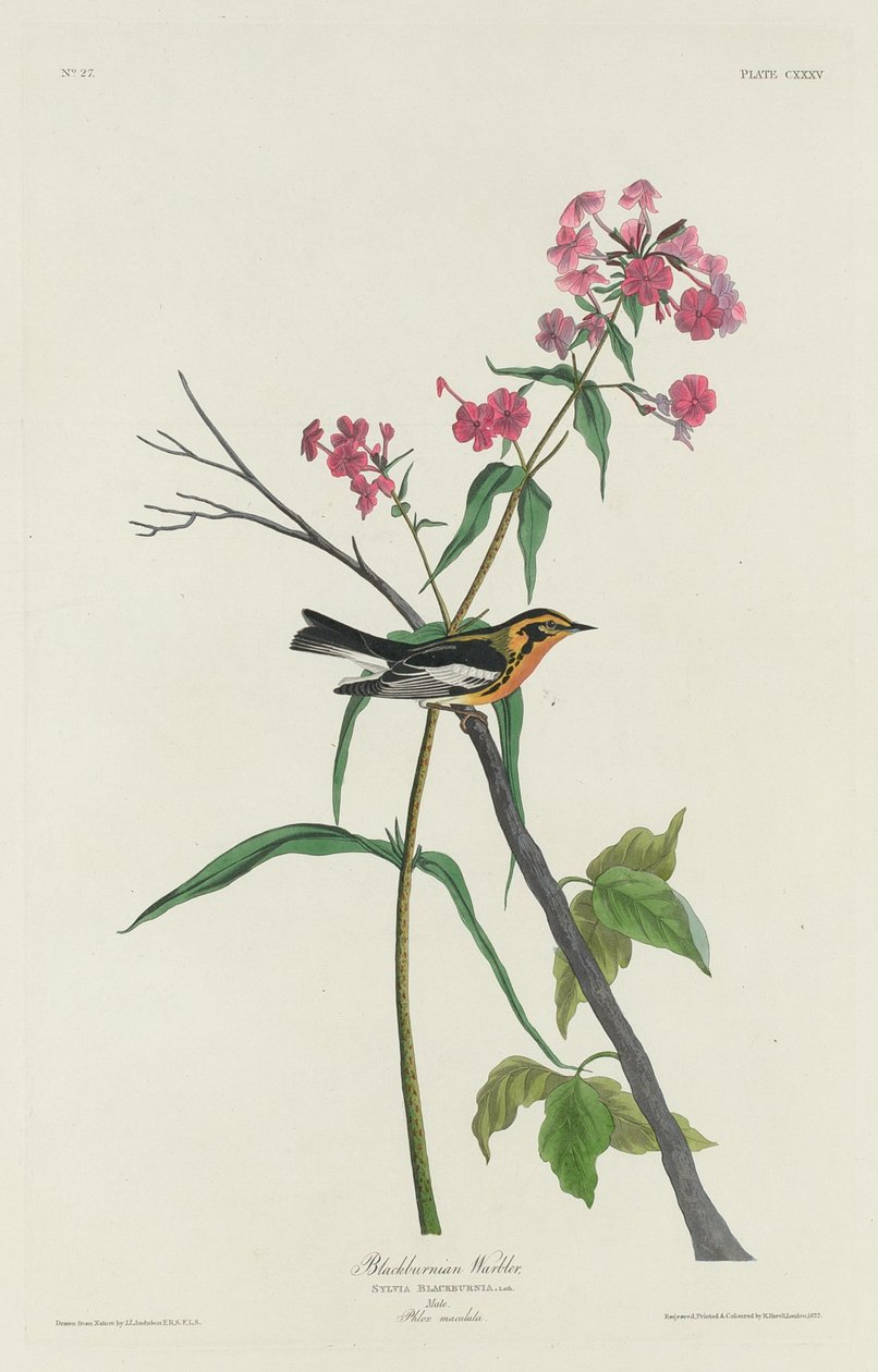 Pěnice černohorská od Robert Havell after John James Audubon