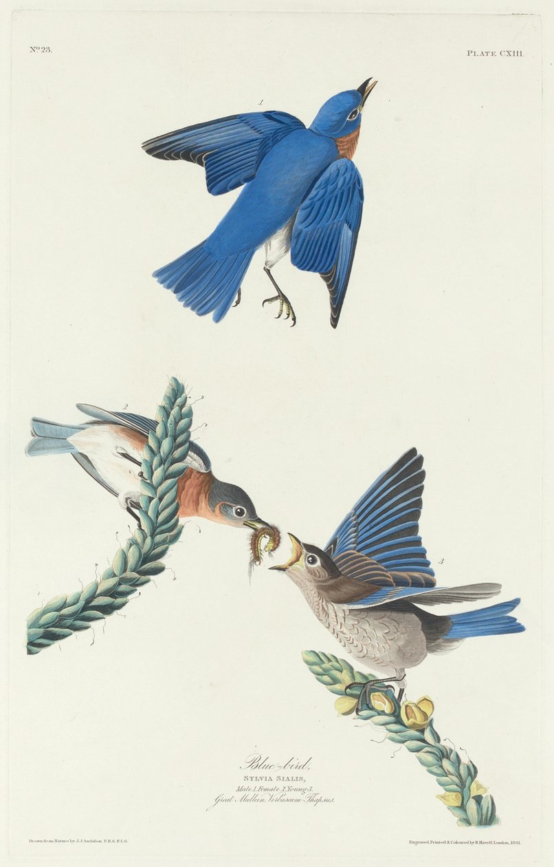 Modrý pták od Robert Havell after John James Audubon