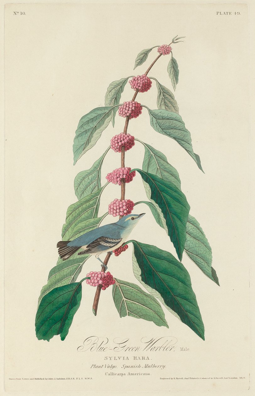 Pěnice modrozelená od Robert Havell after John James Audubon