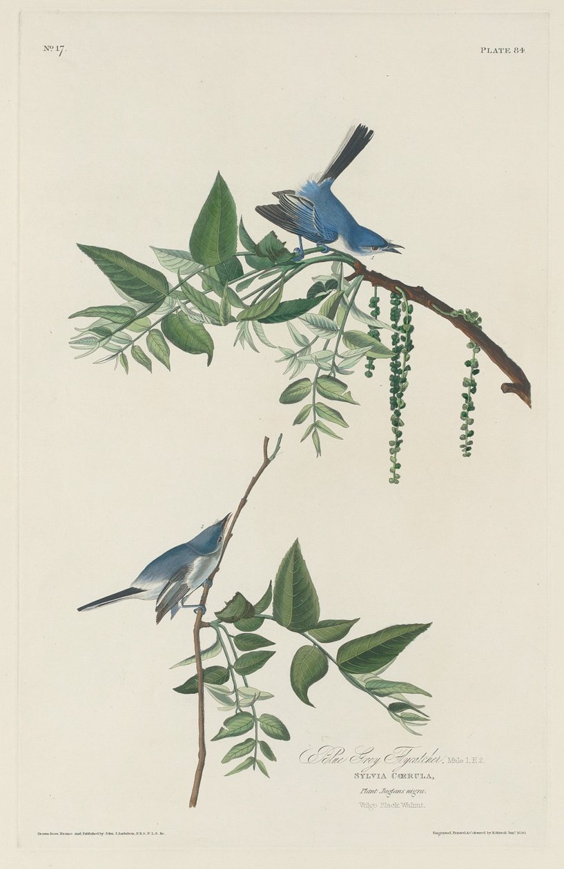 Muškař modrošedý od Robert Havell after John James Audubon