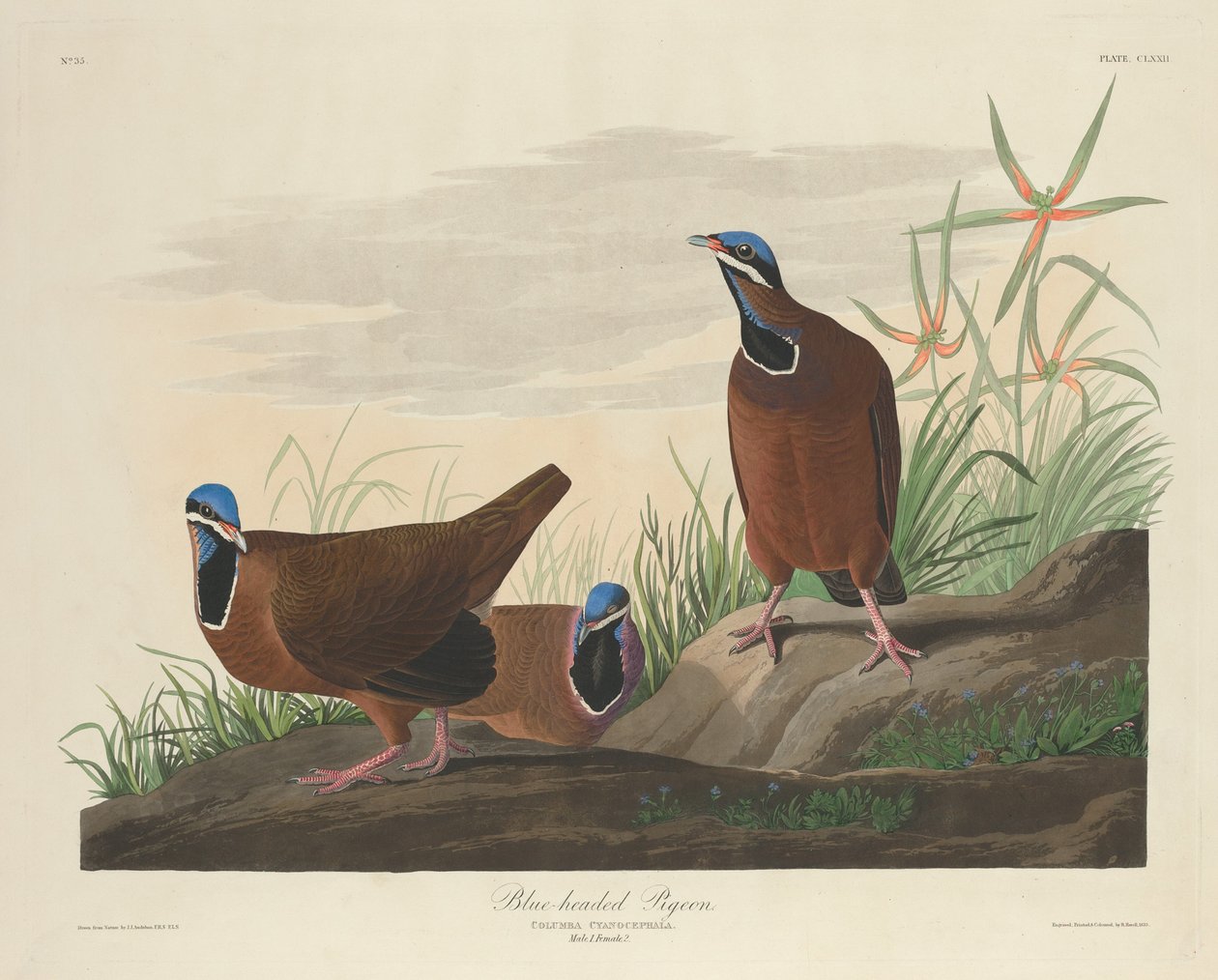 Holub modrohlavý od Robert Havell after John James Audubon