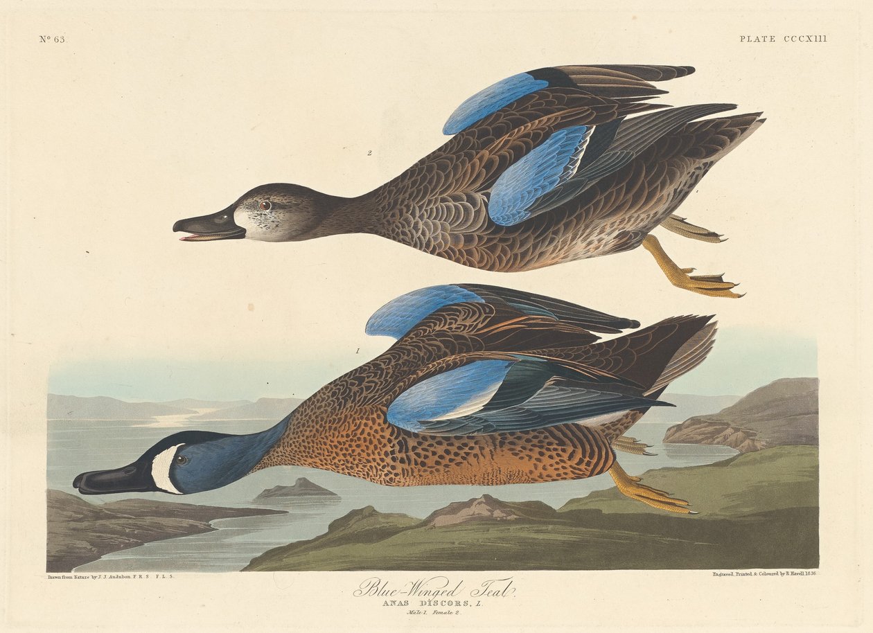 Modrokřídlý Teal od Robert Havell after John James Audubon