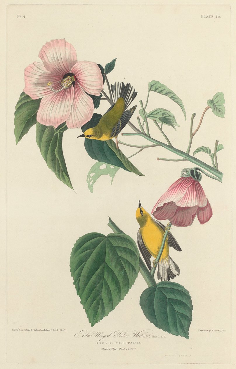 Pěnice modrokřídlá žlutá od Robert Havell after John James Audubon