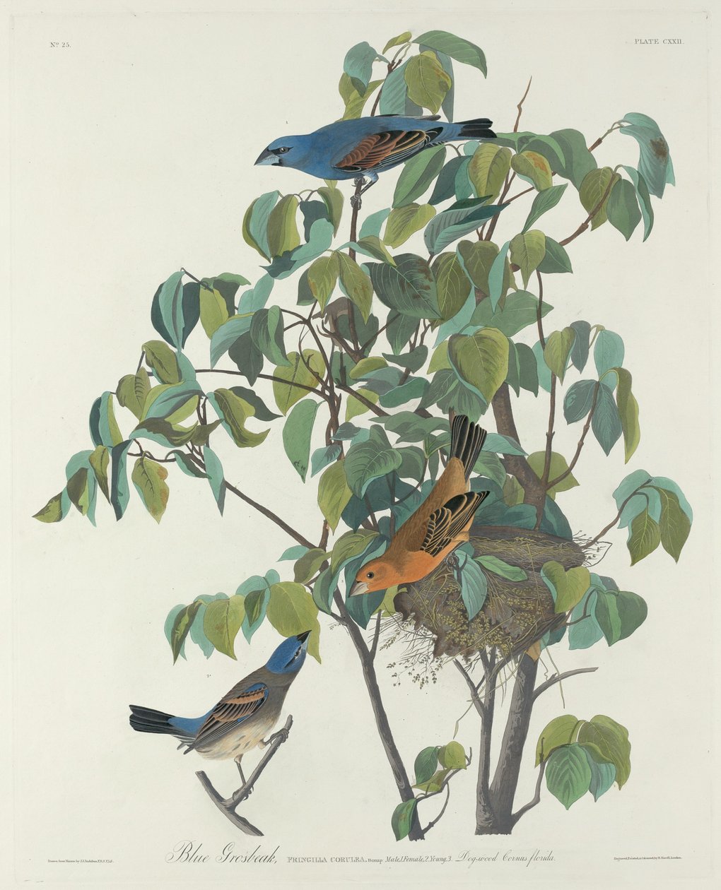 Modrý grošák od Robert Havell after John James Audubon