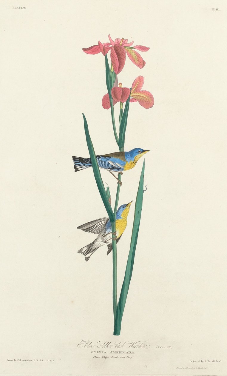 Modrá pěnice žlutohřbetá od Robert Havell after John James Audubon
