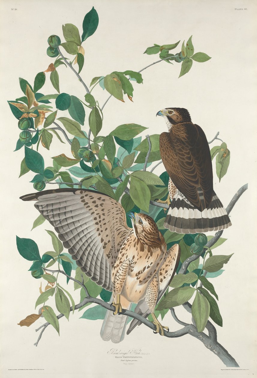 Jestřáb širokokřídlý od Robert Havell after John James Audubon