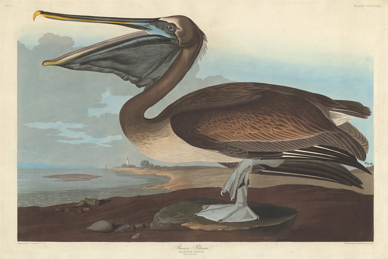 Pelikán hnědý od Robert Havell after John James Audubon