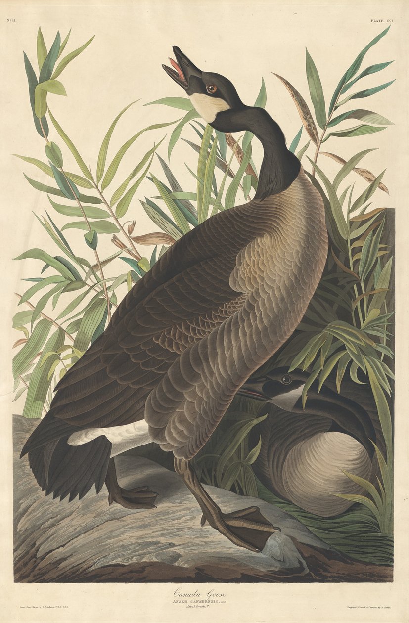 Kanadská husa od Robert Havell after John James Audubon