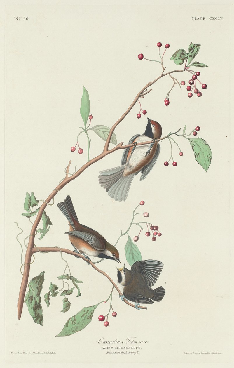 Kanadská sýkorka od Robert Havell after John James Audubon