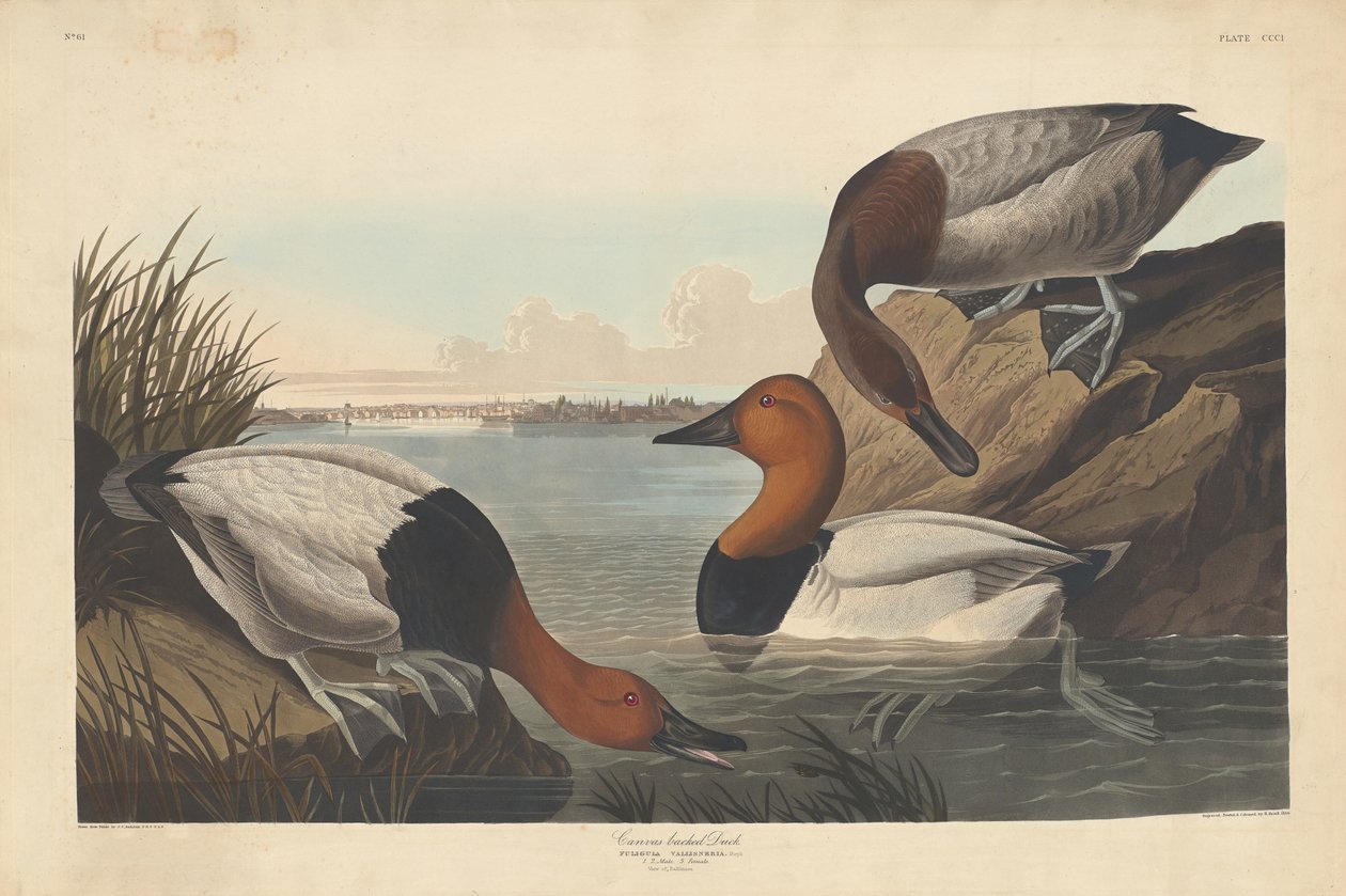 Kachna s plátnem od Robert Havell after John James Audubon