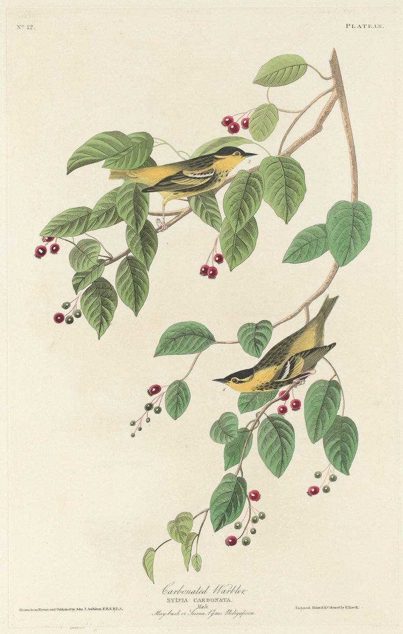Pěnice sycená od Robert Havell after John James Audubon
