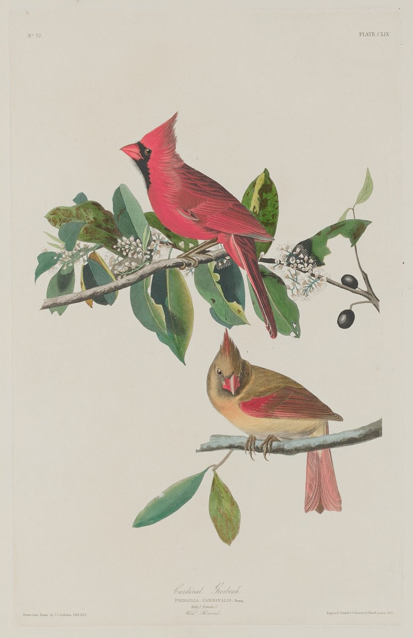 kardinál Grosbeak od Robert Havell after John James Audubon