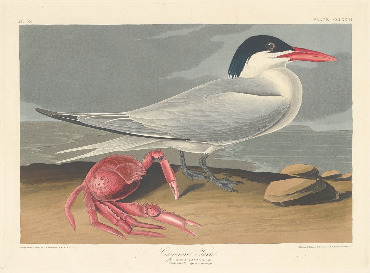 Cayenne Tern od Robert Havell after John James Audubon