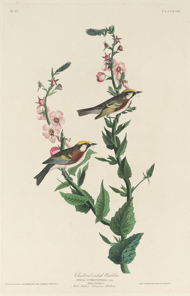 Pěnice kaštanová od Robert Havell after John James Audubon
