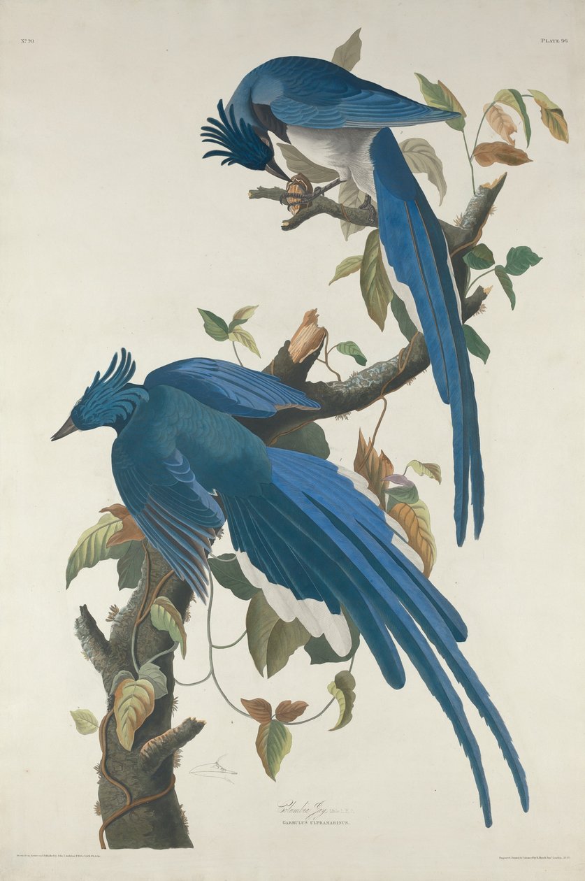Columbia Jay od Robert Havell after John James Audubon