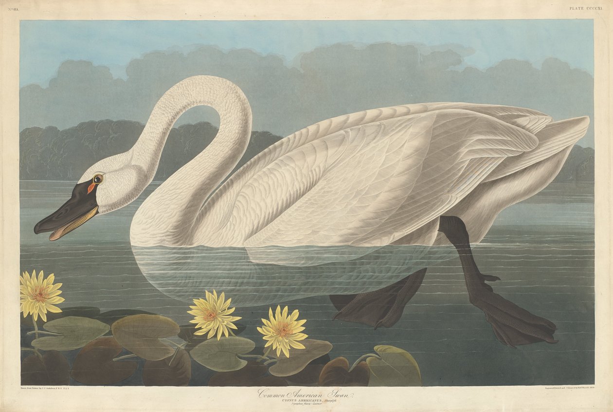 Společná americká labuť od Robert Havell after John James Audubon