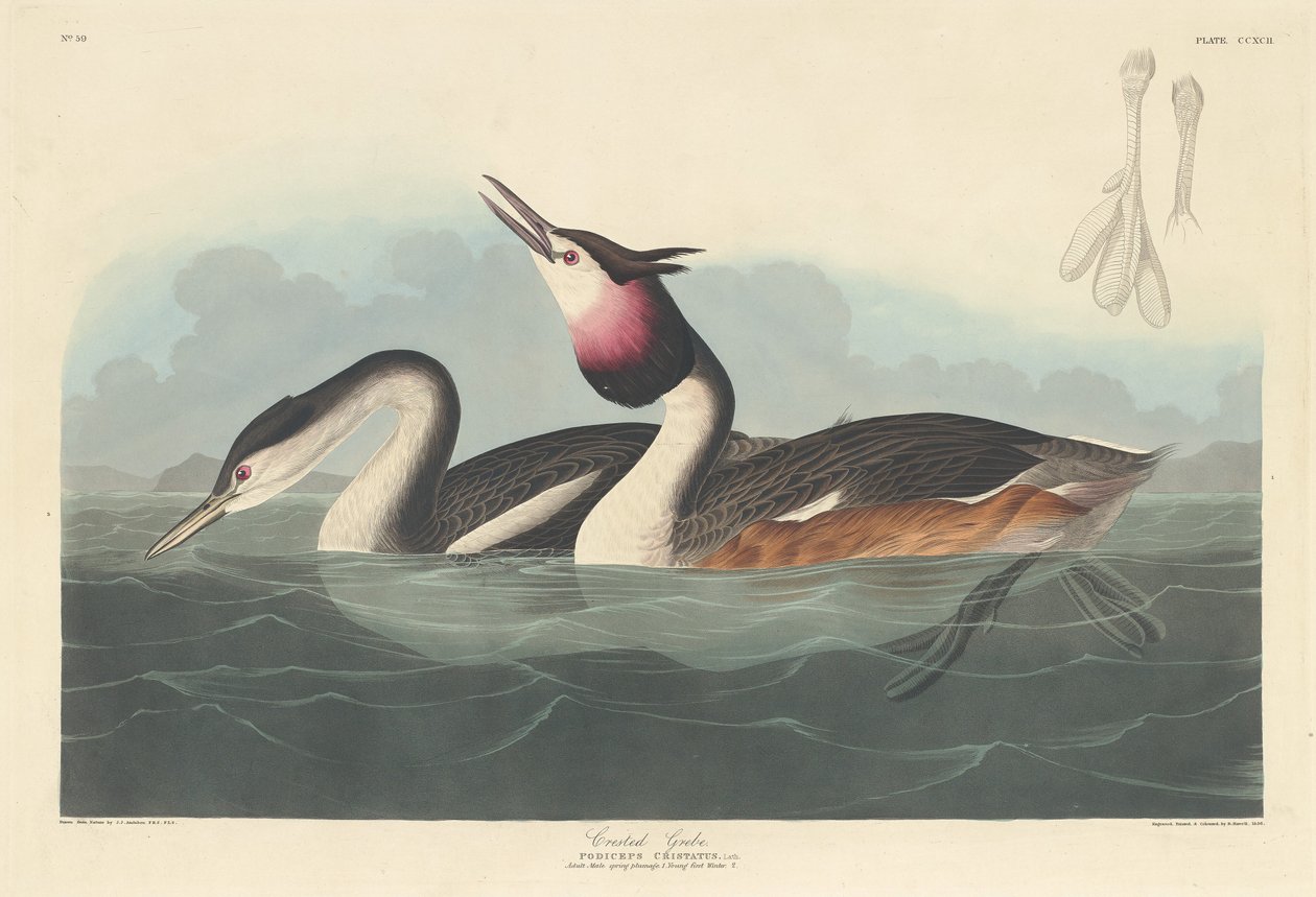 Potápka chocholatá od Robert Havell after John James Audubon