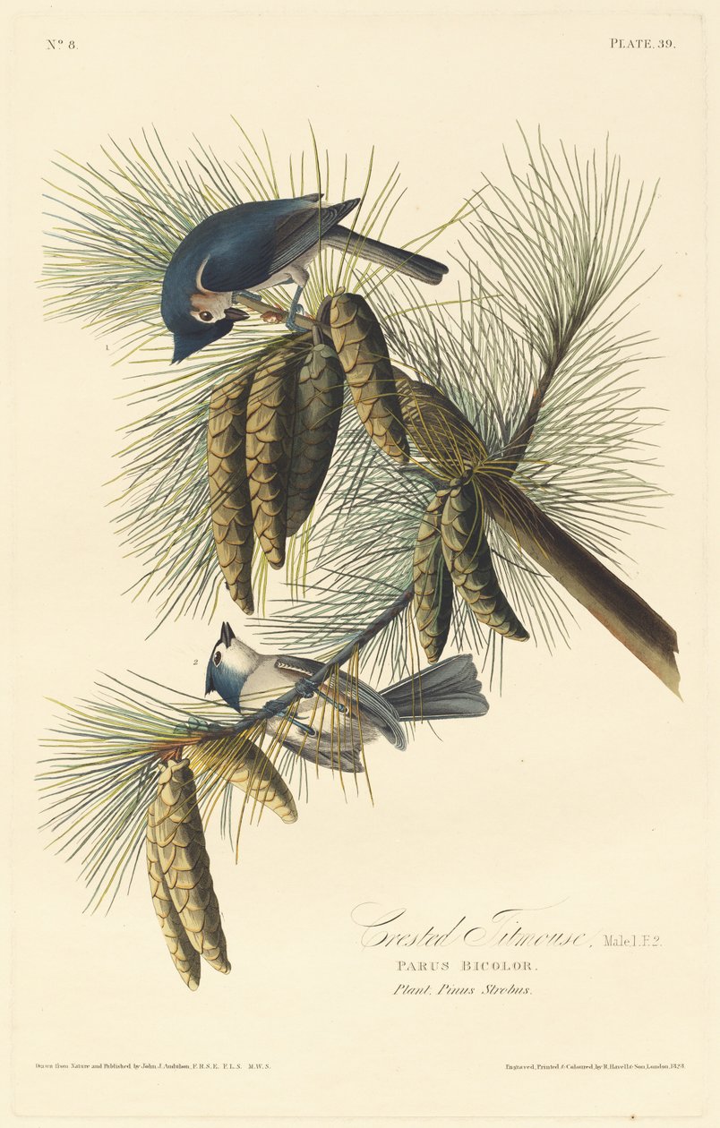 Sýkora chocholatá od Robert Havell after John James Audubon