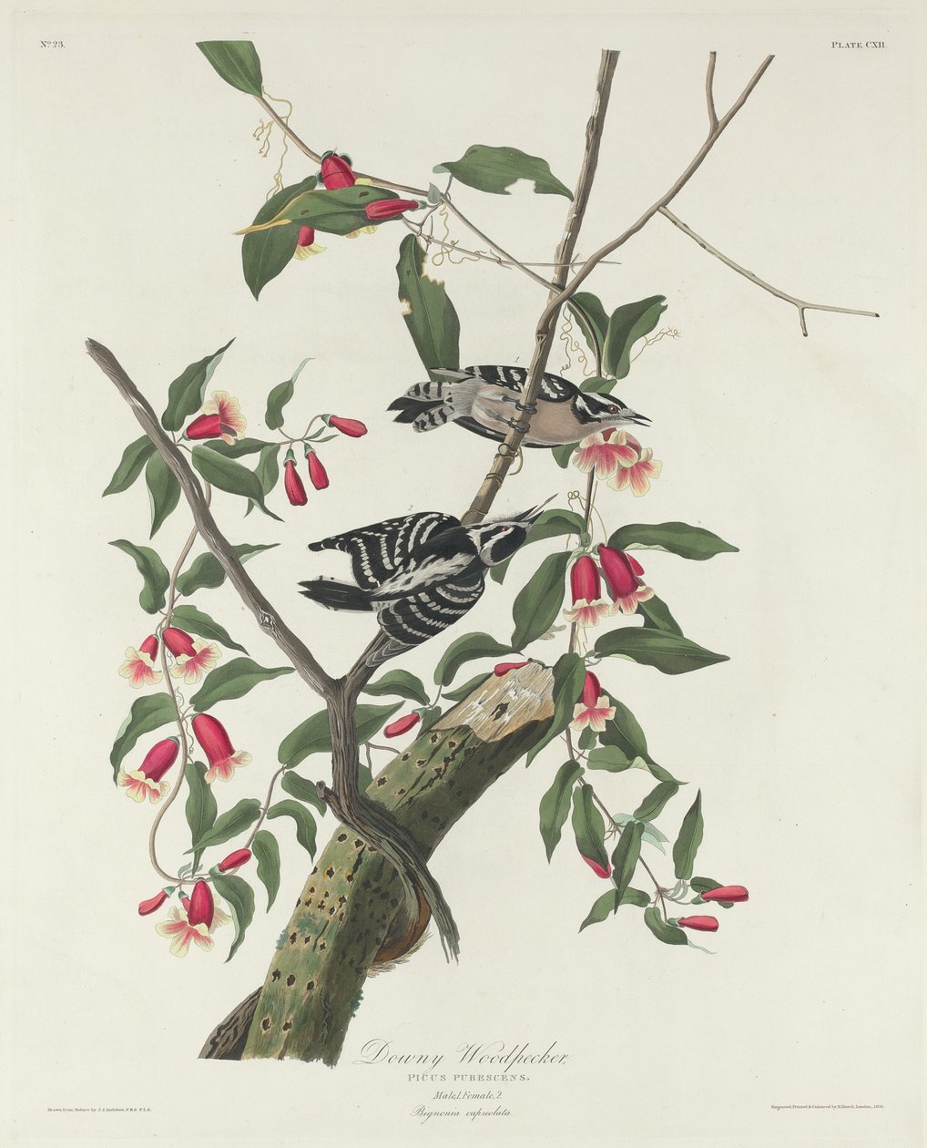 Datel plstnatý od Robert Havell after John James Audubon