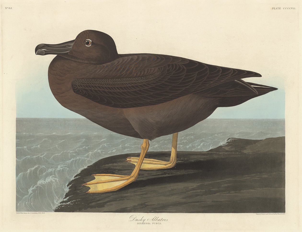 Tmavý Albatros od Robert Havell after John James Audubon