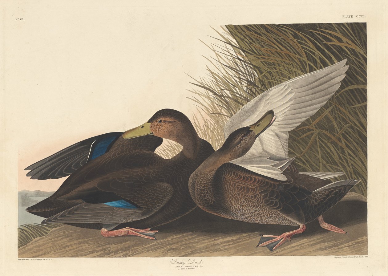 Tmavá kachna od Robert Havell after John James Audubon