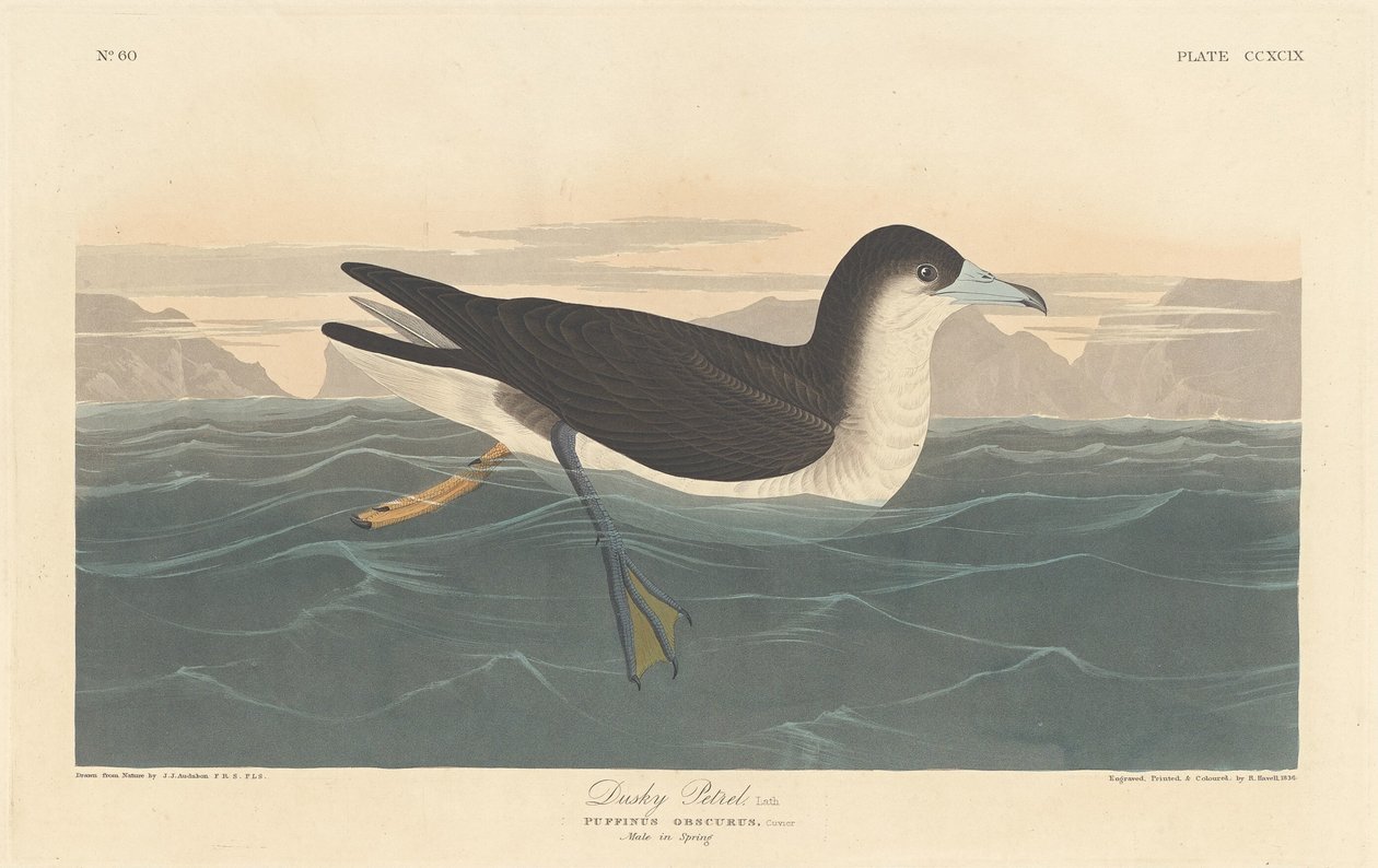 Dusky Petrel od Robert Havell after John James Audubon