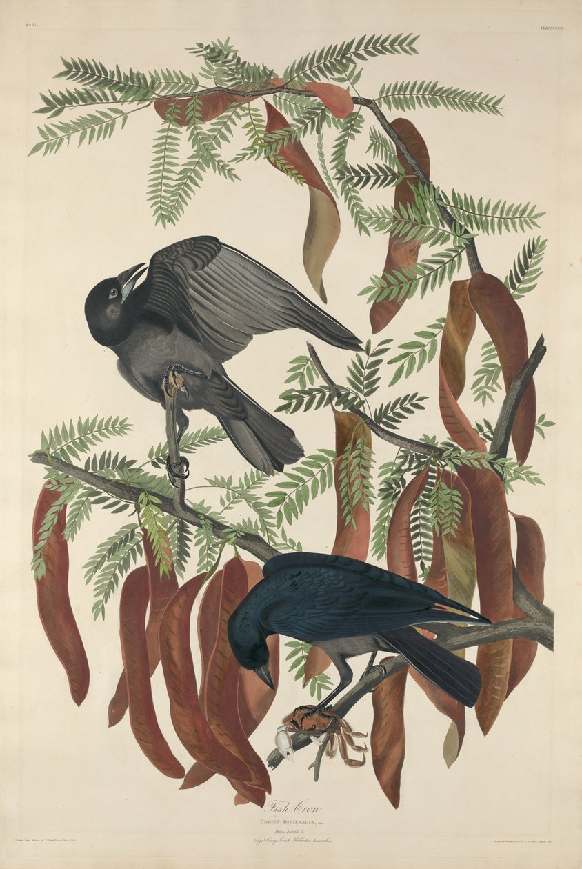 Ryba vrána od Robert Havell after John James Audubon