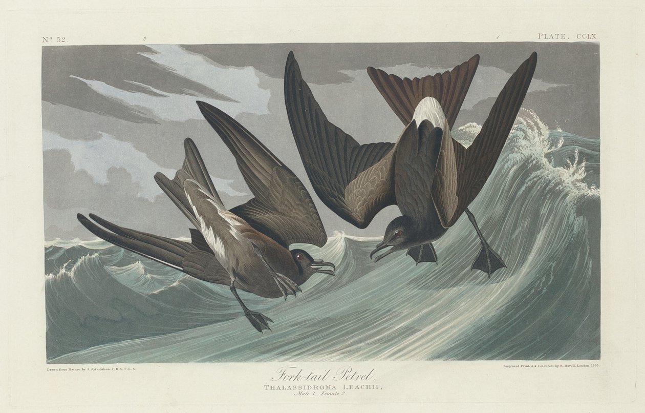 Vidlochvostý od Robert Havell after John James Audubon