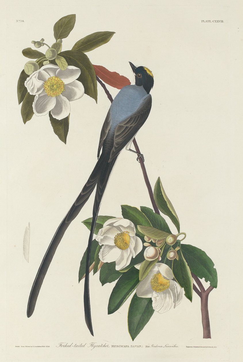 Mucholapka vidlená od Robert Havell after John James Audubon