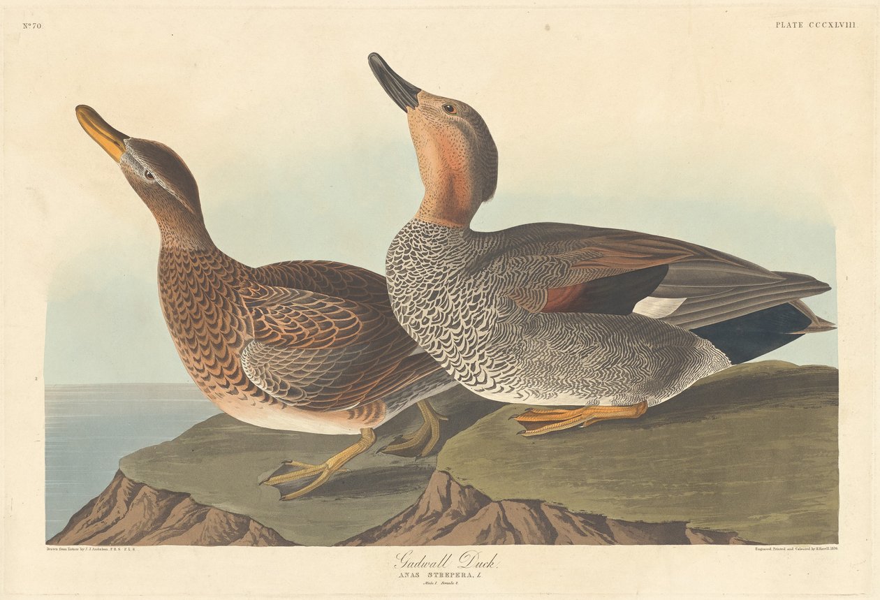 Kachna Gadwall od Robert Havell after John James Audubon