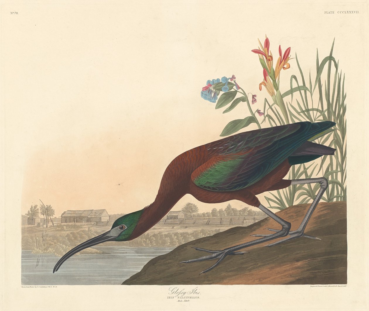 Lesklý Ibis od Robert Havell after John James Audubon