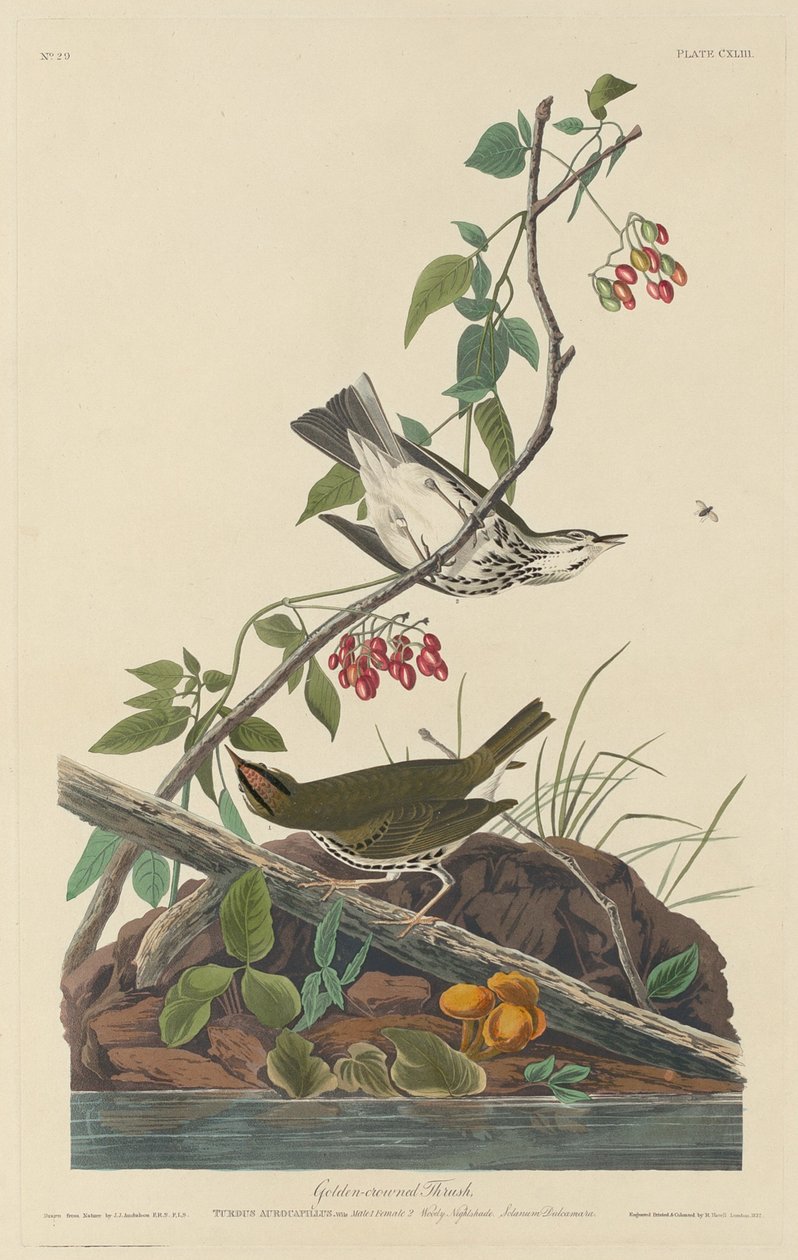 Drozd zlatokorunový od Robert Havell after John James Audubon