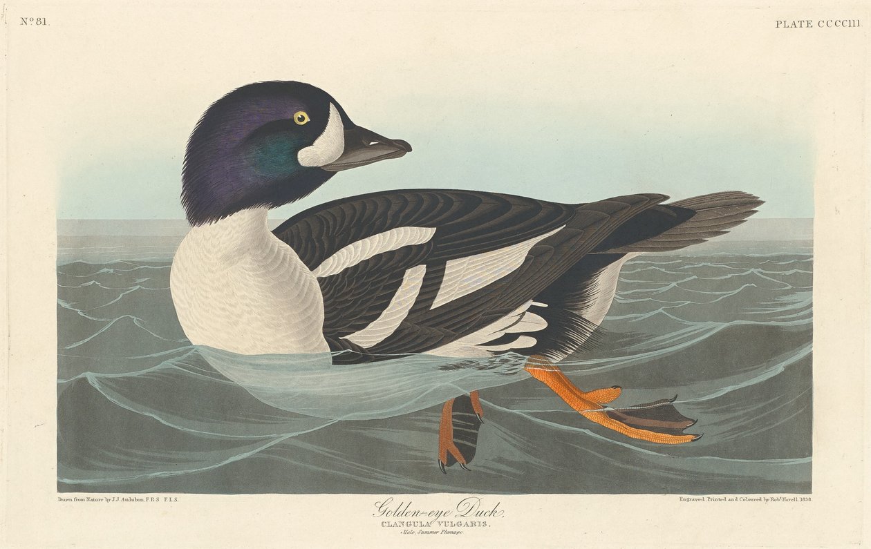 Kachna zlatooká od Robert Havell after John James Audubon