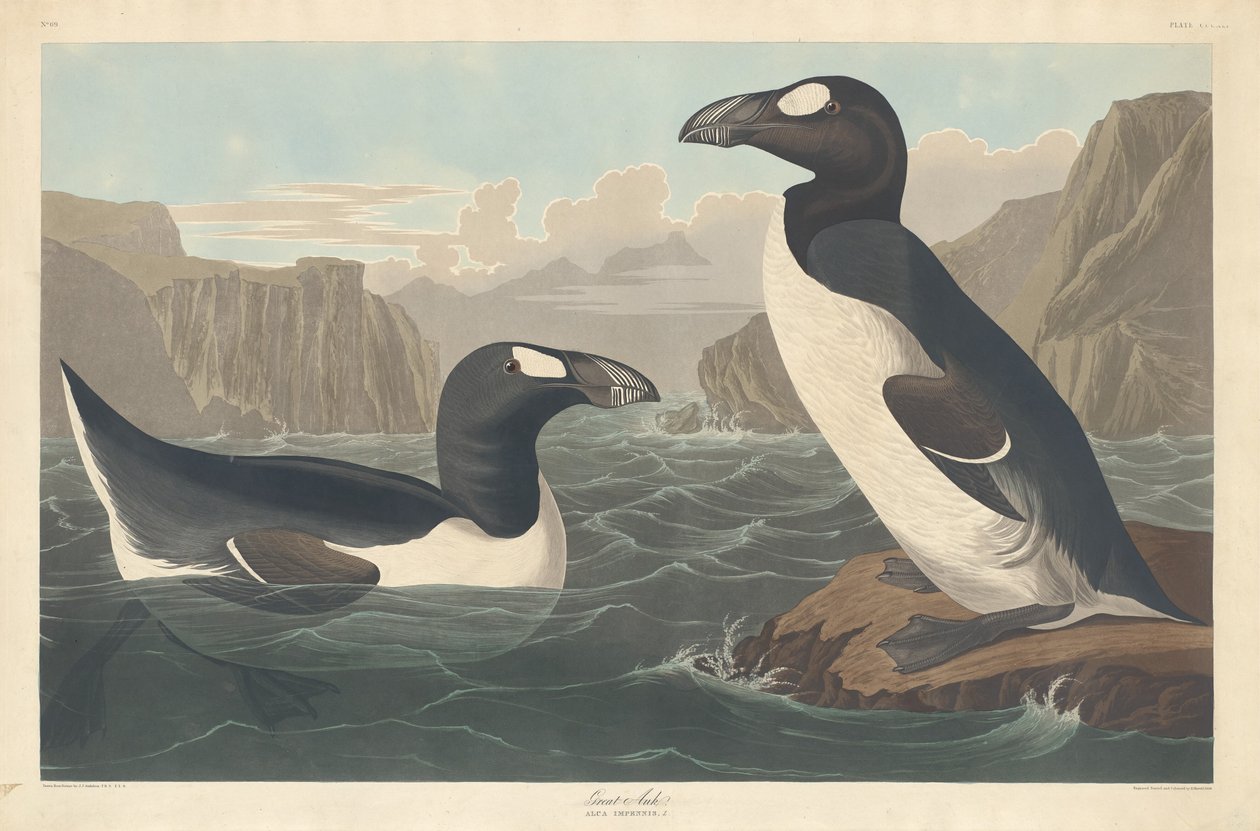 Velký Auk od Robert Havell after John James Audubon
