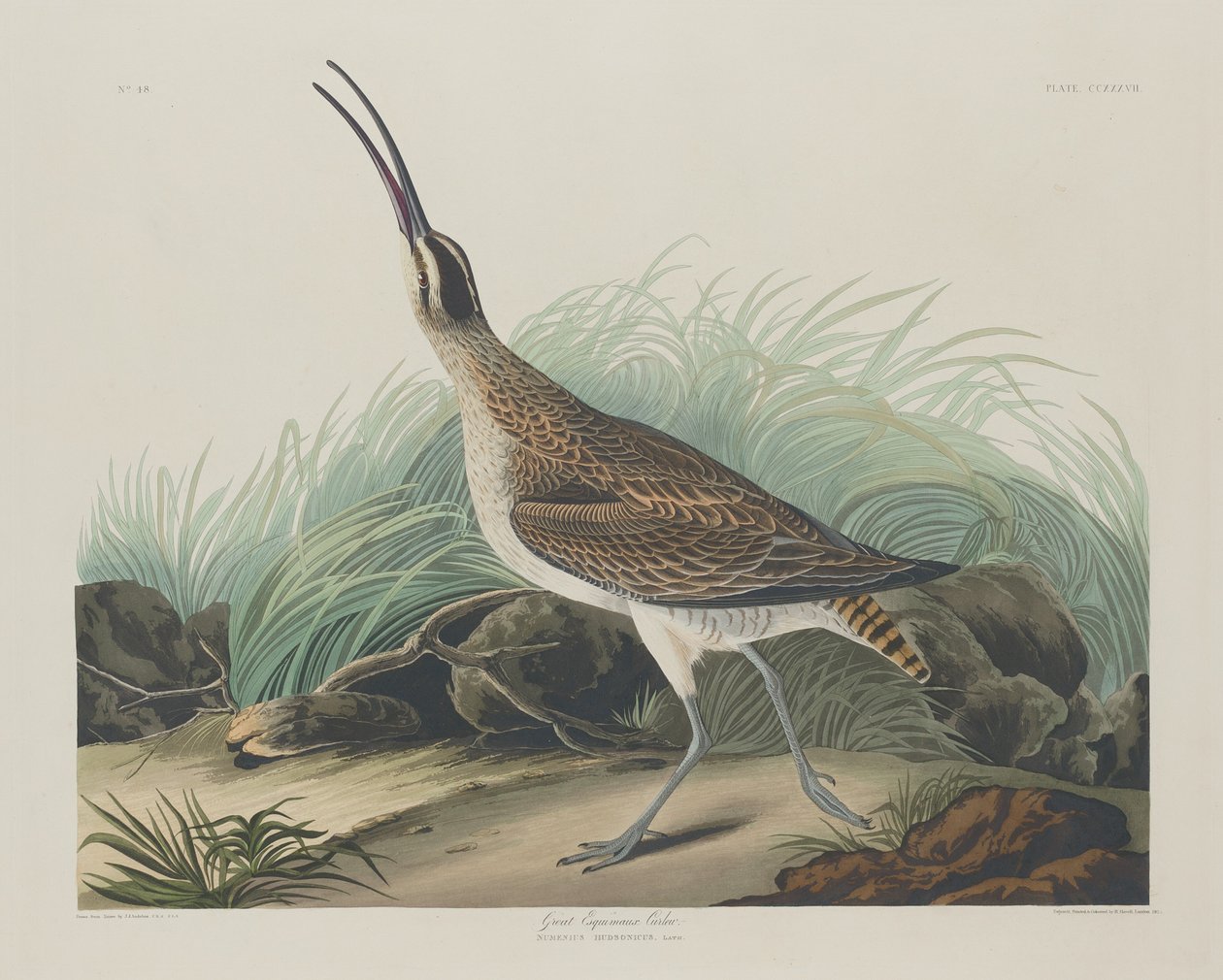 Velcí Curlew Eskymáci od Robert Havell after John James Audubon