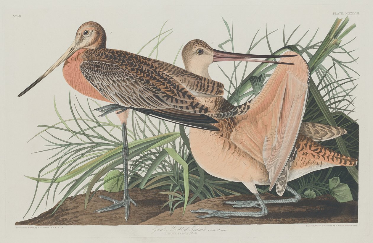 Velký mramorovaný bůh od Robert Havell after John James Audubon
