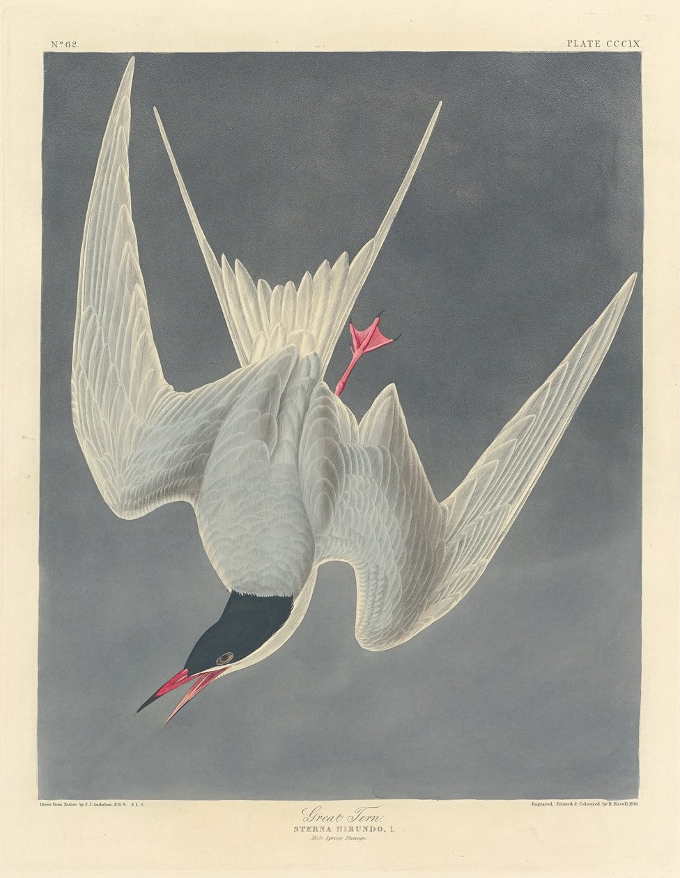 Rybák velký od Robert Havell after John James Audubon