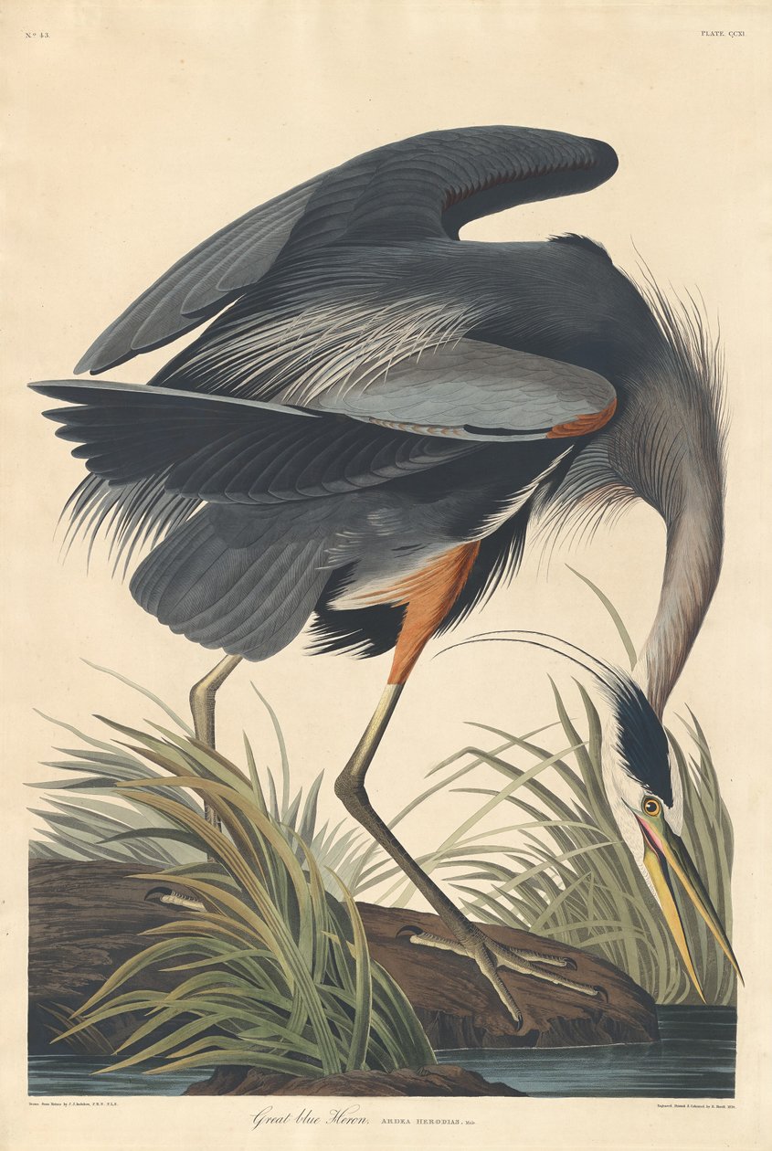 Velká modrá volavka od Robert Havell after John James Audubon