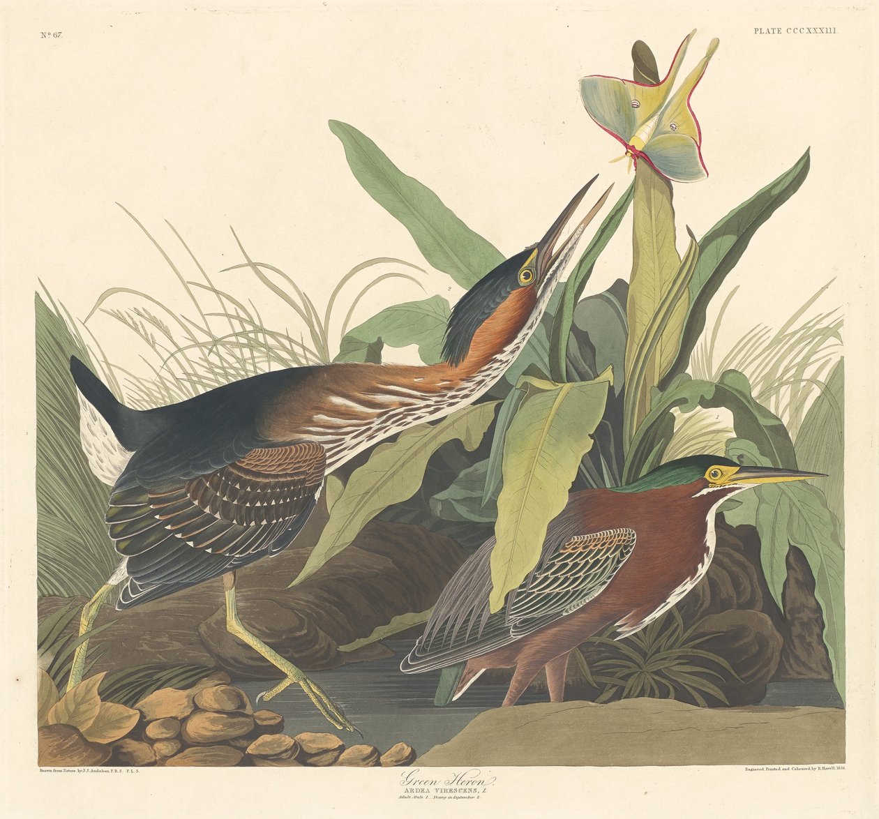 Zelená volavka od Robert Havell after John James Audubon