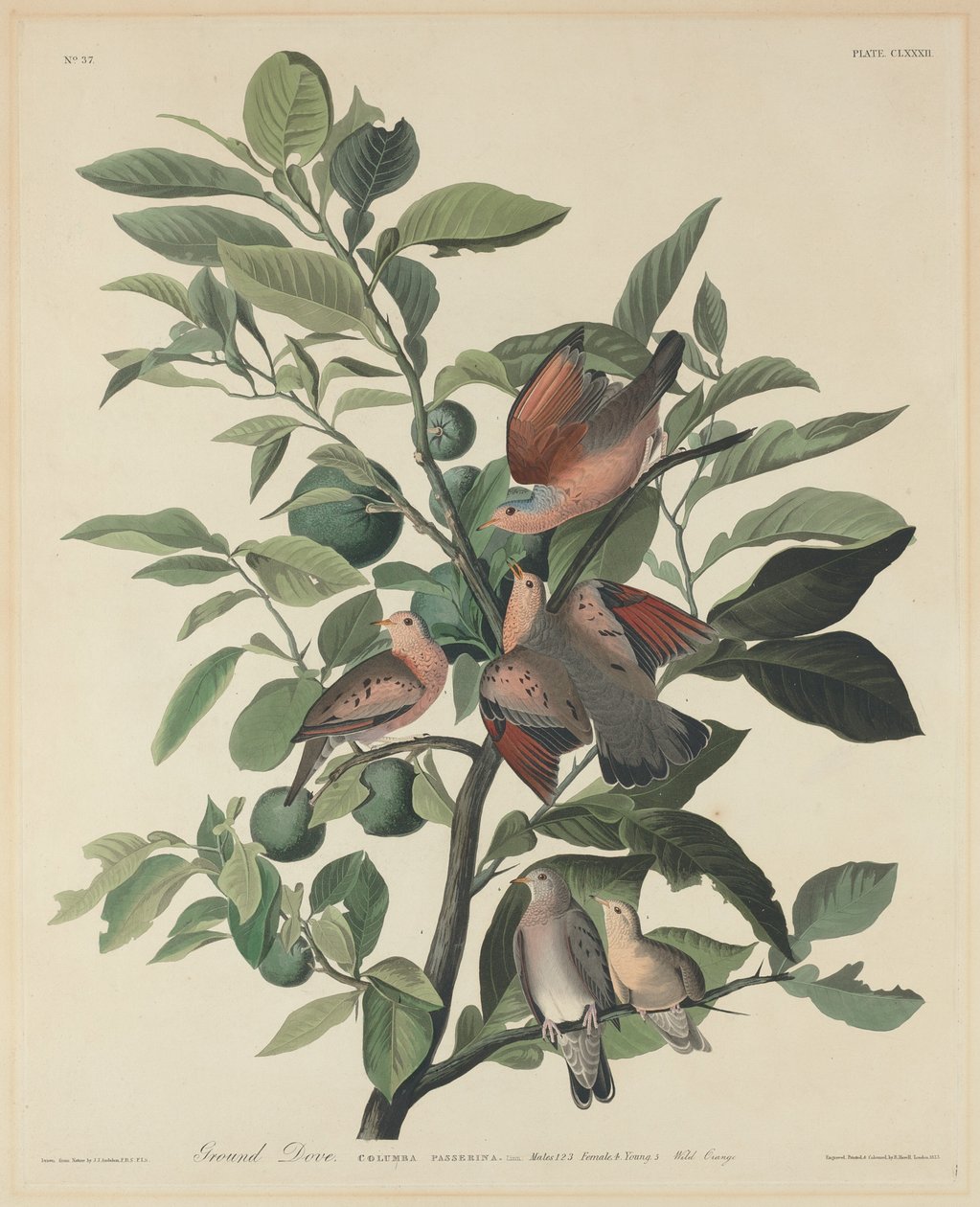 Holubice zemní od Robert Havell after John James Audubon