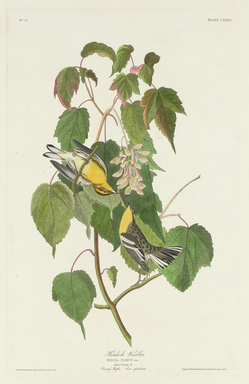 Hemlock pěnice od Robert Havell after John James Audubon