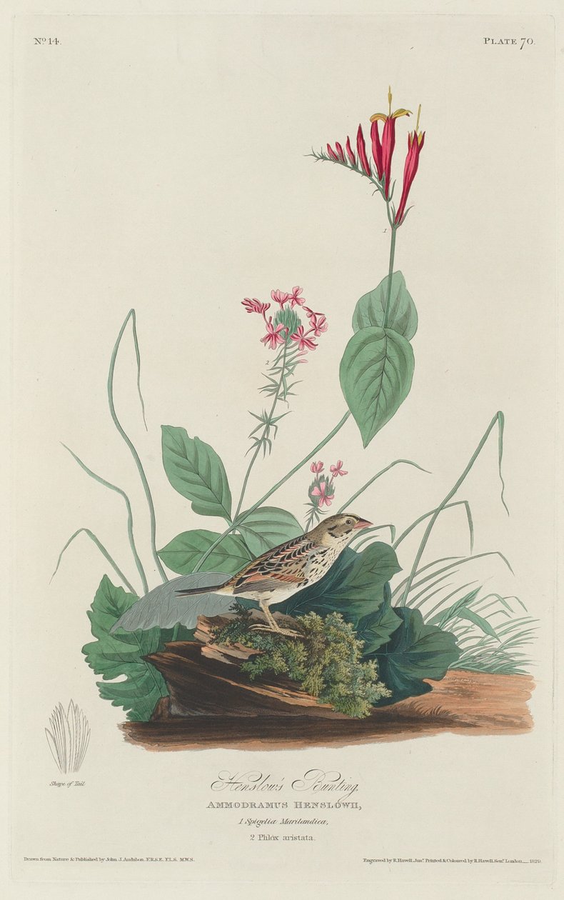 Strnad Henslowův od Robert Havell after John James Audubon