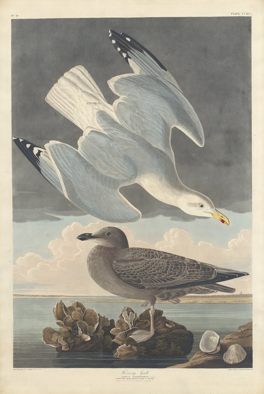 Racek stříbřitý od Robert Havell after John James Audubon