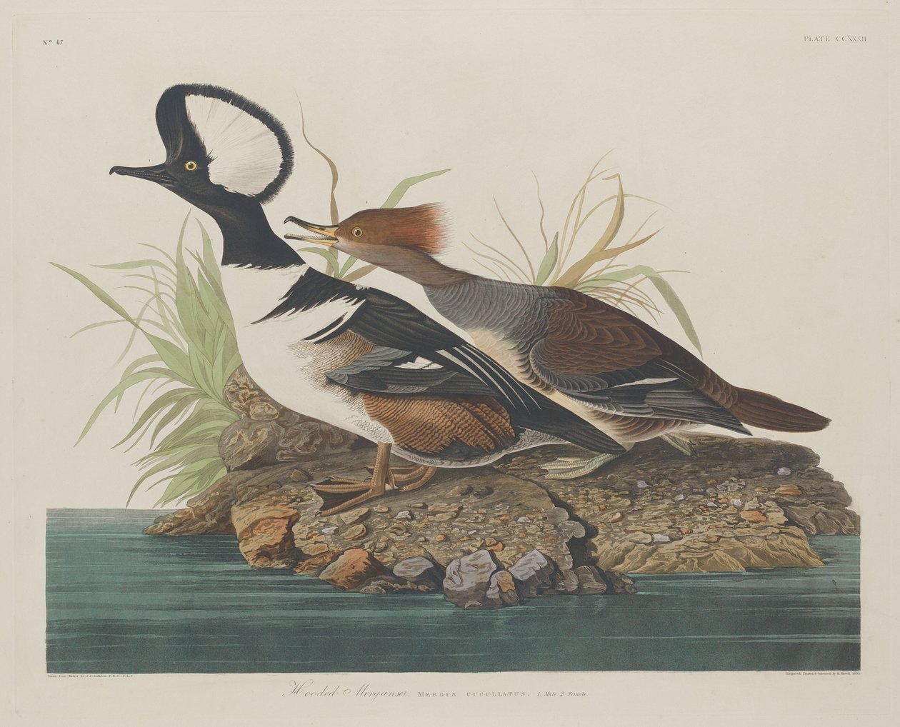 Merganer s kapucí od Robert Havell after John James Audubon